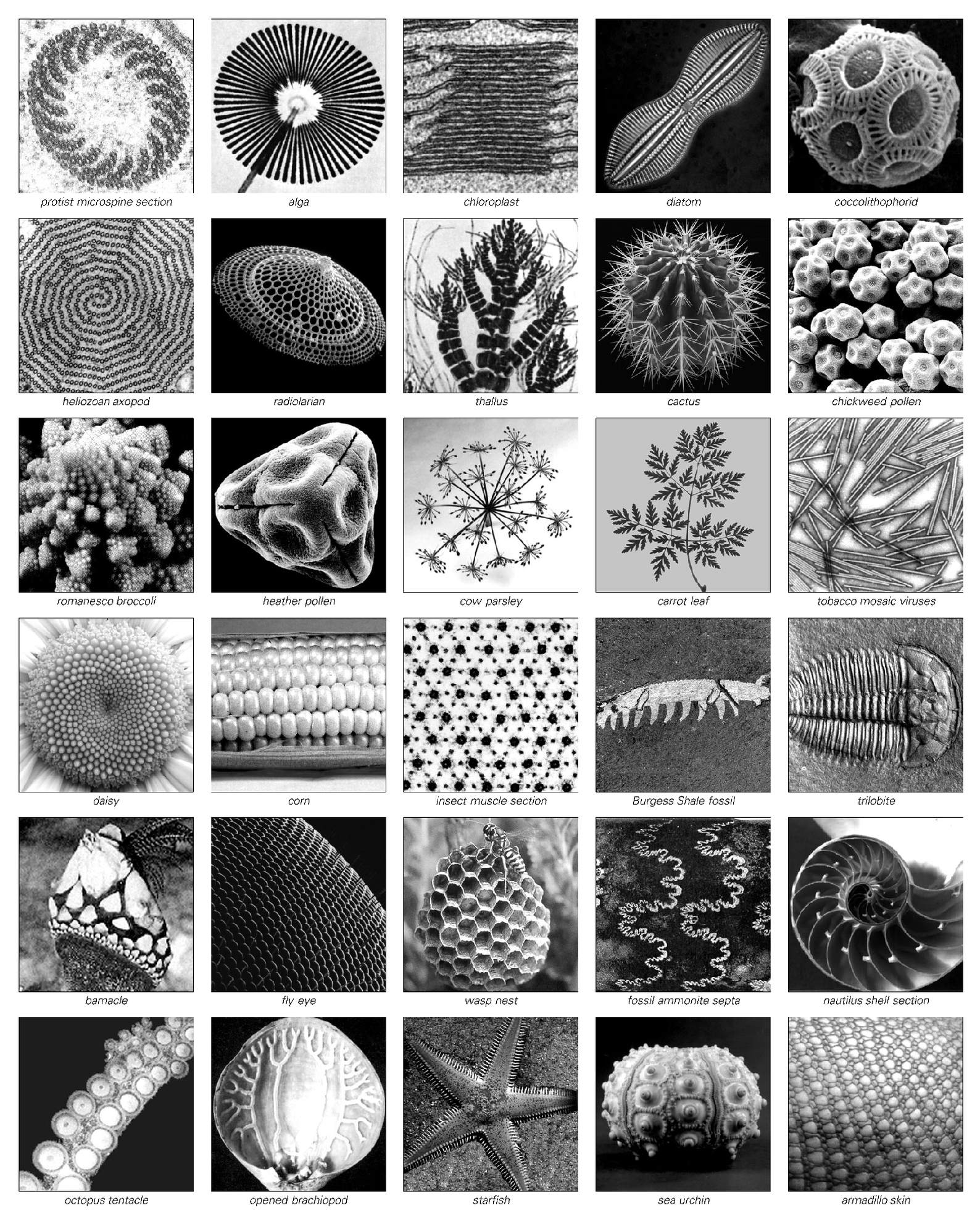 Highly regular forms occurring in biological systems