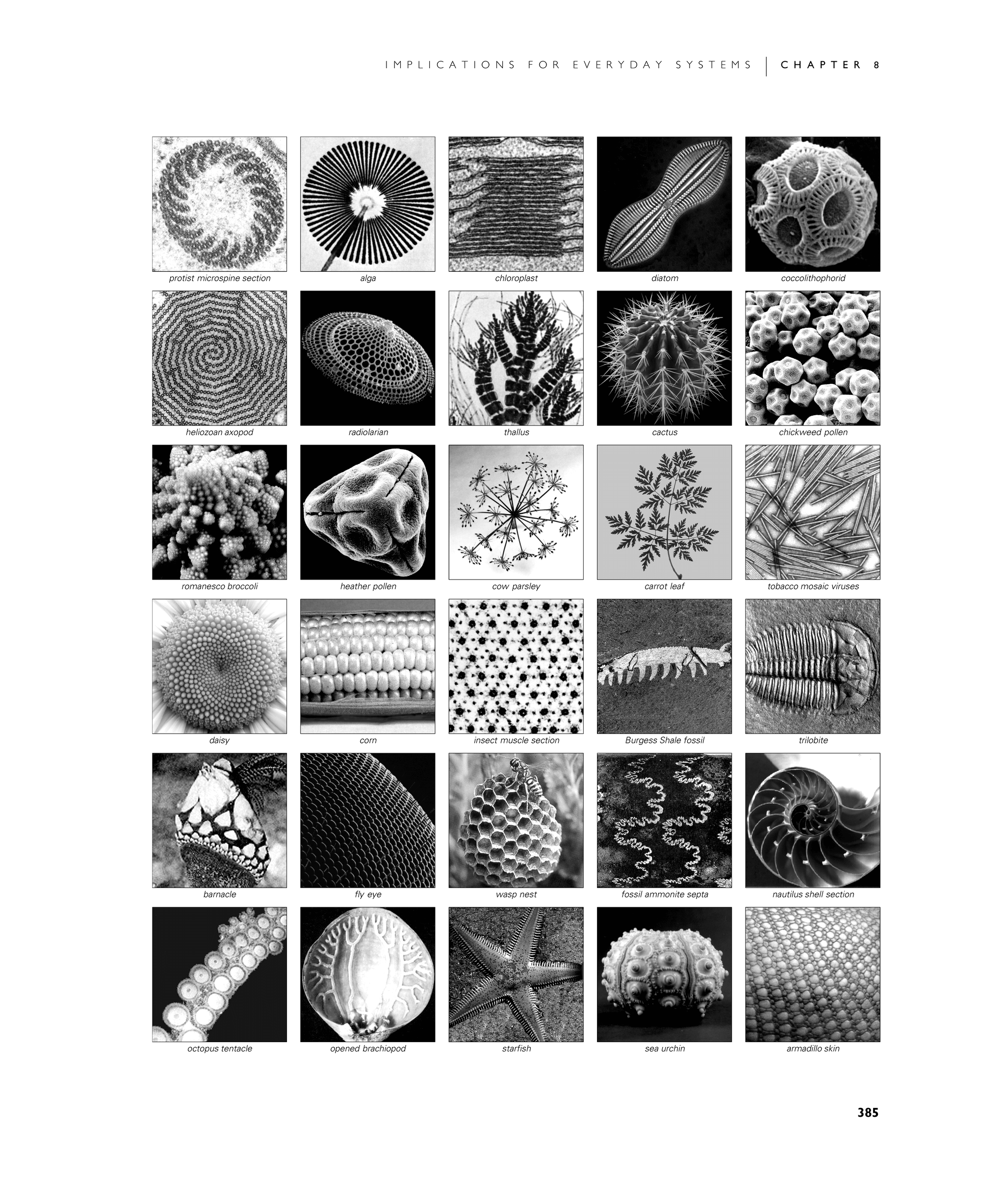Page 385: Fundamental Issues in Biology