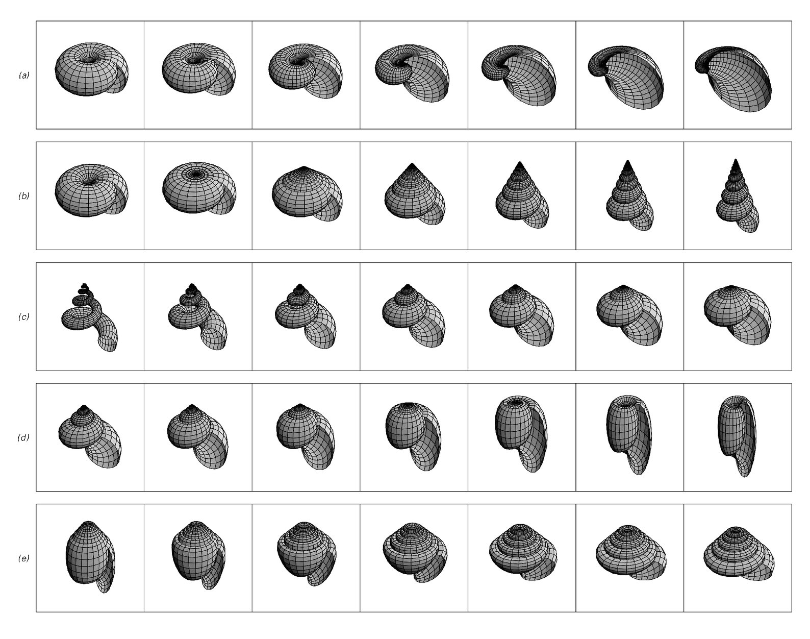 Effects of varying features of rule for growth of mollusc shell
