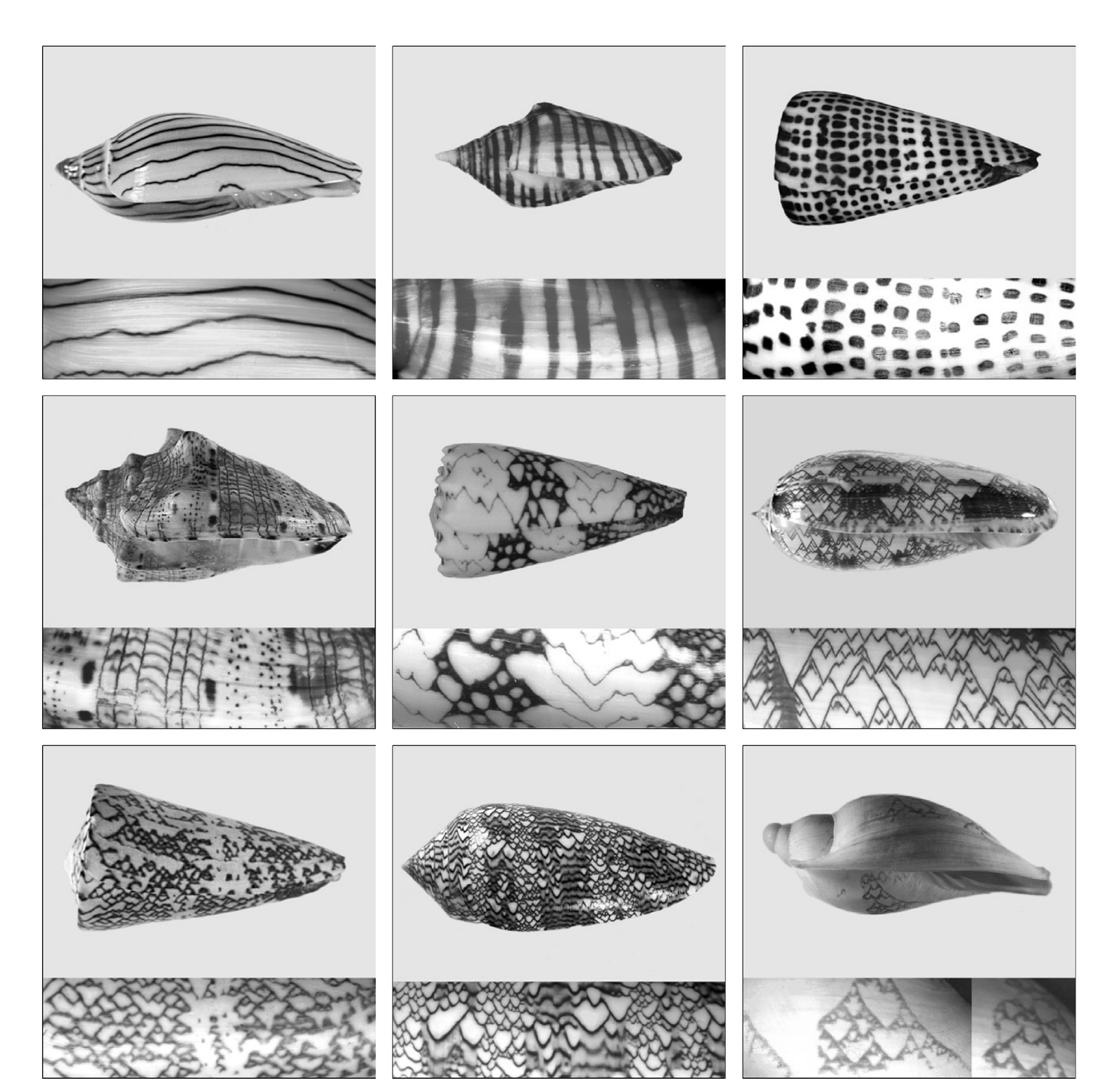 Pigmentation patterns on mollusc shells